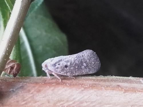 Metcalfa pruinosa